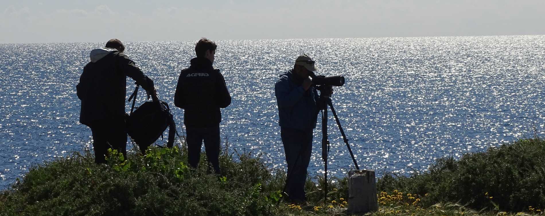 Birding en la Comunitat Valenciana - Tabarca