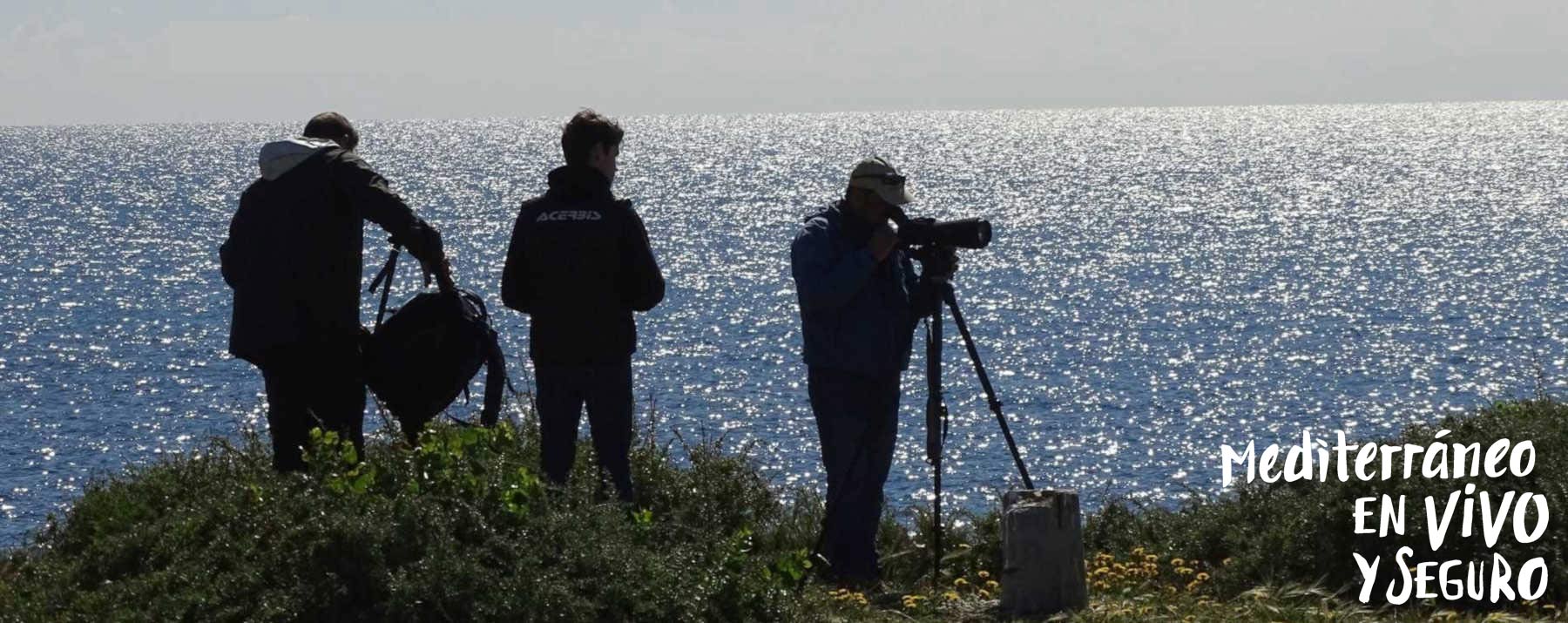 Birding en la Comunitat Valenciana - Tabarca