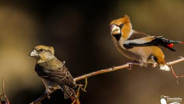 Valencia Birding