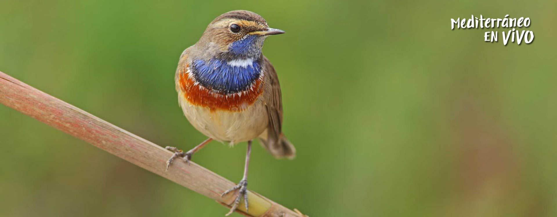 Image of a Blue-breasted Nightingale	